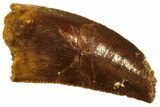 Serrated, Raptor Tooth - Real Dinosaur Tooth #208286-1